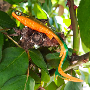 10PCS  9.5cm | High-Density Slow-Sinking Design for Bass Perch & Grouper | 3D Eyes + Curly Tail for Strong Attraction