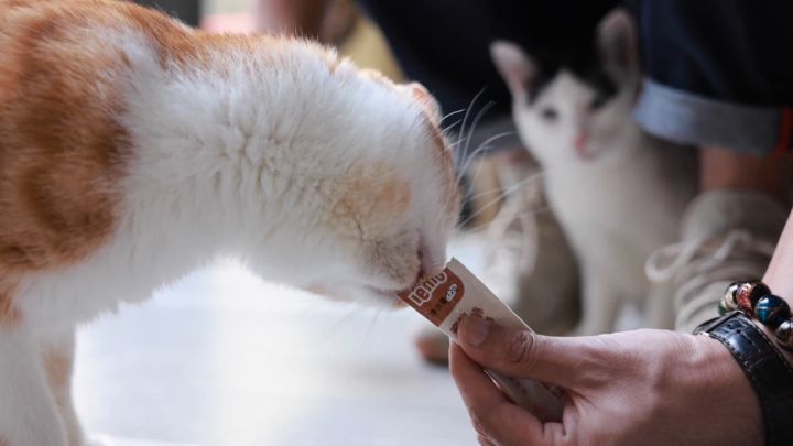 Súp thưởng cho mèo LEMO vị ức gà và cá hồi, hàm lượng thịt tươi và ...