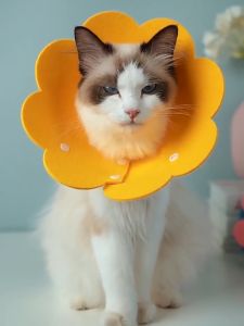 ปลอกคอแมว คอลล่าแมว คอลล่าแมว คอลล่าแมว (Newyorkbigsale) ปลอกคอแมวเลีย No.Y1741