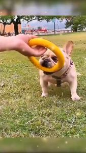 Đồ chơi huấn luyện Chó bằng cao su xốp eva mềm và bền bỉ "mẫu mới" - Hara Pet Store