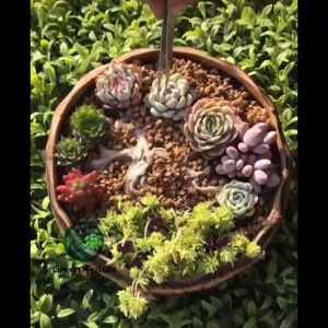 多肉拼盘树枝 陶瓷装饰小摆件微景观园艺用品造景多肉植物DIY配件 SUCCULENT DECORATION DECORATION FAKE TREE SUCCULENT FAKE TREE