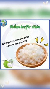 [20g] Nấm kefir nước dừa lên men tự nhiên