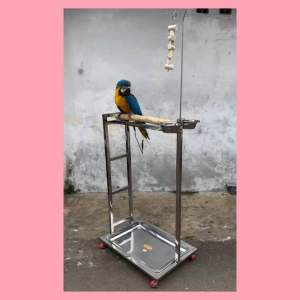 Tangkringan Pangkringan Burung Macaw Kakatua