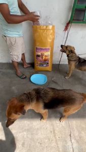 1KG KLINGTON Lamb & Rice/Salmon/Chicken Dog Food - 23% Protein 10% Fat | Makanan Anjing Berkualiti | 马来西亚优良狗饼