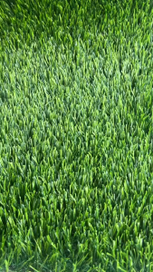 (แบ่งตัด) หญ้าเทียม 4 Cm.Premium 18 ฝีเข็ม  เริ่มต้น 12 ตร.ม ขนแน่นหนา เคลือบกันUV+เสริมตาข่าย