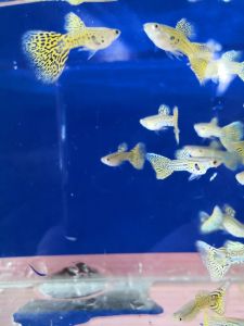 snakeskin yellow tail