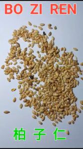 Bai Zi Ren Bo Zi Ren 600gram Semen Platycladi Biota Seed 柏子仁