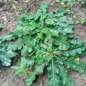 Tapak Liman Segar Bugar (Netto 250 Gram) Tanaman Liar Istimewa Alternatif Alami