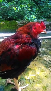 obat ayam sakitobat ayamobat ayam vitamin ayam biar sembuh sehat