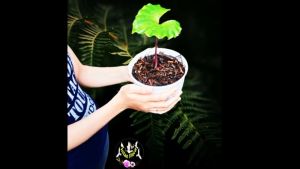 Aroid Mix-Media Tanam Terbaik Untuk Segala Jenis Tanaman Hias Aroid Siap Pakai (1Kg)