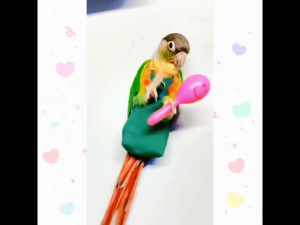 Bird Toy Rattan Ball Wood Ball Plastic Ball with Bell (sold per piece)