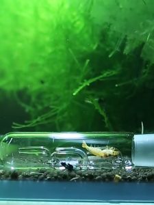 Ống Thủy tinh Bẫy Sán Sinh vật hại trong Hồ Thủy Sinh