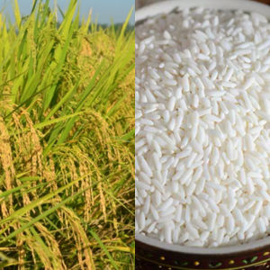 benih padi  ketan putih 1kg masa pani 90 hari baca depkrisi agar lebih jelas