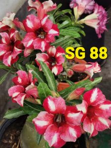 Adenium Kemboja Bonsai ID SG88/富贵花