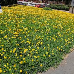 TANAMAN HIAS LADEP KACANGAN / TANAMAN DAUN LANDEP KACANG-KACANGA