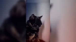 Black Cat Mask Pet Cat Mask Face Helmet Batman Mask for Cat Cosplay Decoration