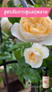 ปูนกันไม้ ปูนกันไม้ เอื้อแฮษร การผลิต การเสริมจมูก คลิปเสริมจมูก ราคาที่เหมาะสม