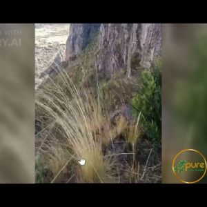 Prosta-Inflam Support Capsules - Black Mashua Capsules  -  Pack of 90 Caps - Inflammation Pain Support