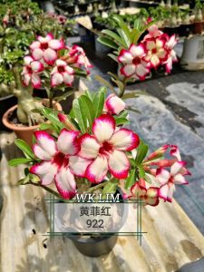 Adenium Obesum Bonsai ID 922 黄菲红 富贵花