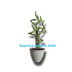 Bambu Hoki / Bambu Rejeki Model Curly Lilitan Tanaman Hias Pot Hitam Dekorasi Taman Luar Ruangan