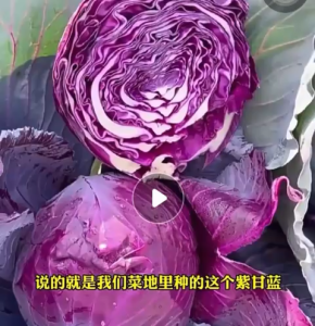 Benih Kubis Ungu(50 Seeds)/紫甘蓝包菜种子/Purple Cabbage Seeds