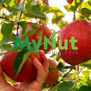 MYNUT CUKA APEL 500 ML APPLE CIDER VINEGAR 100% ASLI PRODUK HERBAL PREMIUM QUALITY