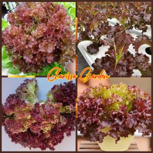 100 BUTIR BIJI/BENIH SELADA KERITING MERAH RED RUBY