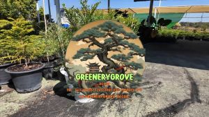 ต้นล่ำซำ (Ficus microcarpa) สูง 60-70 cm ฟอร์มสวย *ราคาไม่รวมกระถาง*