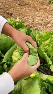Biji Benih Salad Bulat(150 seeds)/结球生菜种子/Iceberg Lettuce