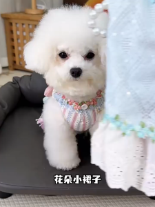 váy đầm cao cấp ren hoa tulip - phong cách tiểu thư dành cho chó mèo - T3 PETS SHOP