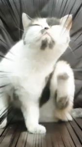 Peppy Paws Flea & Tick Cat 90 Soft Chews  -  | Natural Repellent | Improves Immunity | FDA Registered | GMP Facility | Non GMO | All Natural | 100% Original