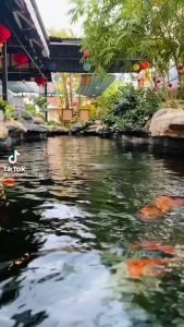 Vi sinh xử lý nước chuyên dụng cho hồ nuôi cá cảnh cá koi FISHTON NHIỀU DUNG TÍCH