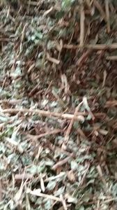 1kg cây nổ gai phèn trắng sấy khô