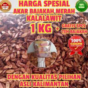 AKAR BAJAKAH KALALAWIT MERAH 1KG + GRATIS 5PCS TEH BAJAKAH ASLI KALIMANTAN 100% ORIGINAL KUALITAS PILIHAN TERBAIK