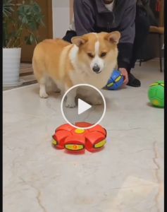 Pet Toy ลูกบอลยูเอฟโอล่าสุดเหมาะกับเด็กๆและสัตว์เลี้ยงที่รักสามารถเล่นกลางแจ้งหรือในร่มกับสัตว์เลี้ยงแสนรัก ใช้ขว้างปาหรือเตะได้