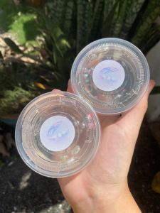 《🫧珍珠湾PearlBay》✨hlingstudio 透明史莱姆 Clear Slime