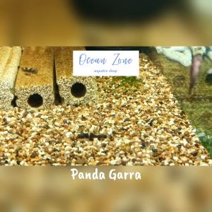【Ocean Zone】Panda Garra / Garra Flavatra (Live Fish with DOA)