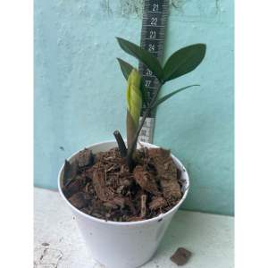 ต้นกวักมรกตยอดทอง หายาก เป็นที่นิยม ไม้มงคล ไม้สะสม กวักทอง กวักด่างทอง