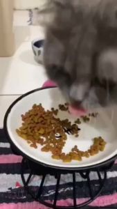 Ceramic Elevated Pet Bowl with Gold/Black Stand Cat Dog Neck Protection Feeder for Food Drinking