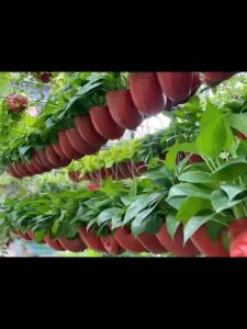 Chậu cây treo mini treo ban công cửa sổ treo tường lan can cây dola và cây lan tim xanh Minh Hân Garden