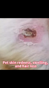 🐕1 Second Healing🐱 Ubat kurap untuk kucing Cat & Dog Pet Skin Rescue Spray | Stop Itch Fast Ubat kurap kucing Pet itchy skin spray 狗狗皮肤病药 Pet Skin Disease Solve Fungi/Mites/Dermatitis/Depilation all skin problems Pet wound spray