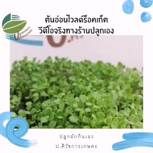 เมล็ดพันธุ์ ต้นอ่อน ไวลด์ร็อคเก็ต (Wild Rocket) ไมโครกรีน Microgreens ราคาเสริม 100 บาท