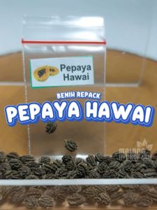 Benih Pepaya Hawai Unggulan Berkualitas bibit biji repack buah buahan california bangkok hidroponik hydroponik