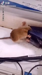 JDG.ph Rat Trap Rodent Mouse Catcher Reusable Snap Heavy Duty