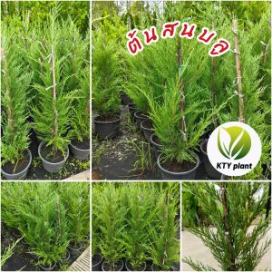 ต้นสนบลู ความสูง 100 ซม. สนบลู ต้นสน