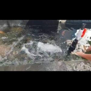 Venturi Turbo 4 Nozzle Kolam Ikan Koi: Desain Minimalis Modern & Penghasil Gelembung Oksigen