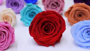8pcs Preserved Rose (Grade A) 4-5cm | Bunga | Surprise | Gift | Bouquet | Valentines | Hadiah |