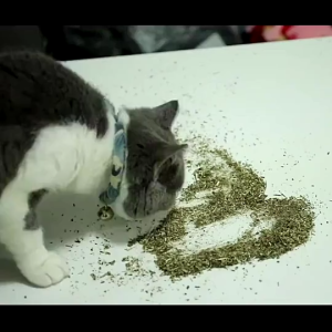 Pure Catnip Cat Mint Powder Tube 45ML/45G