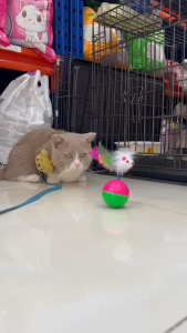 Bình sữa cho Chó Mèo sơ sinh Với dụng cụ vệ sinh chuyên dụng