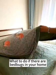 【Fast delivery】Genuine new Japan mite remover for home use no wash sterilization professional mite removal spray suitable for pregnant and infant use can be used for sterilization and mite removal Insect 除螨喷雾